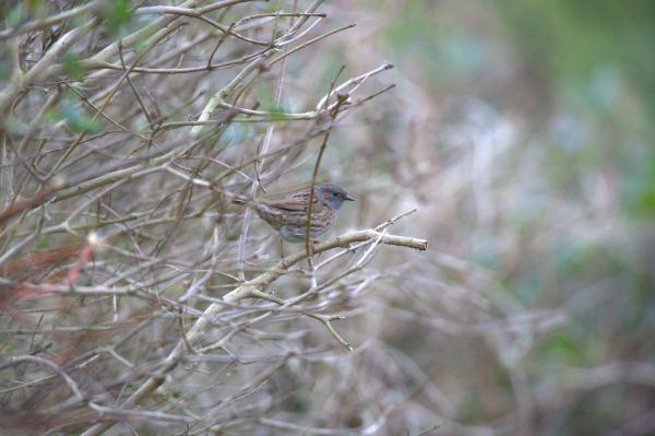 dunnock