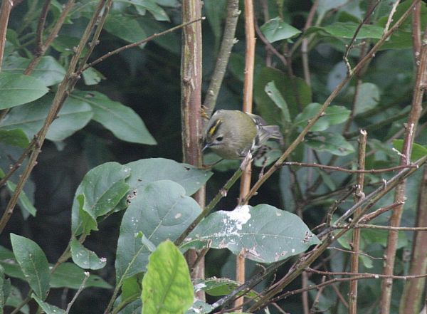 goldcrest