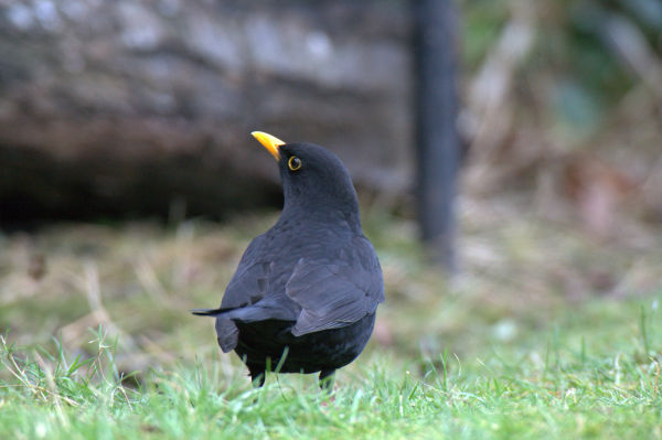 black bird