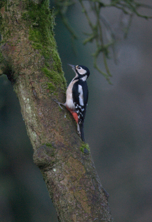 woodpecker
