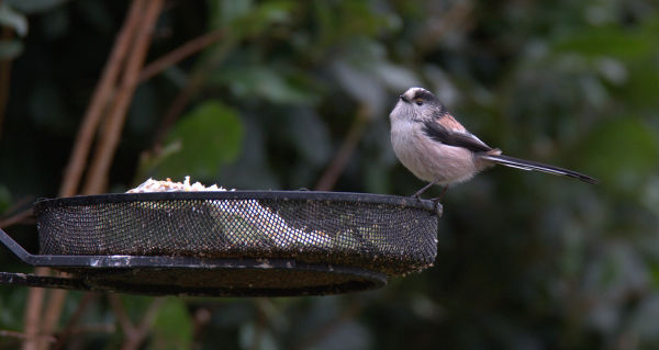 long tailed tit