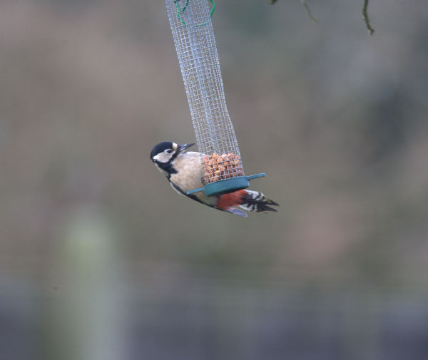 woodpecker