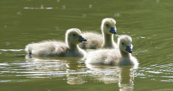 goslings on the lake