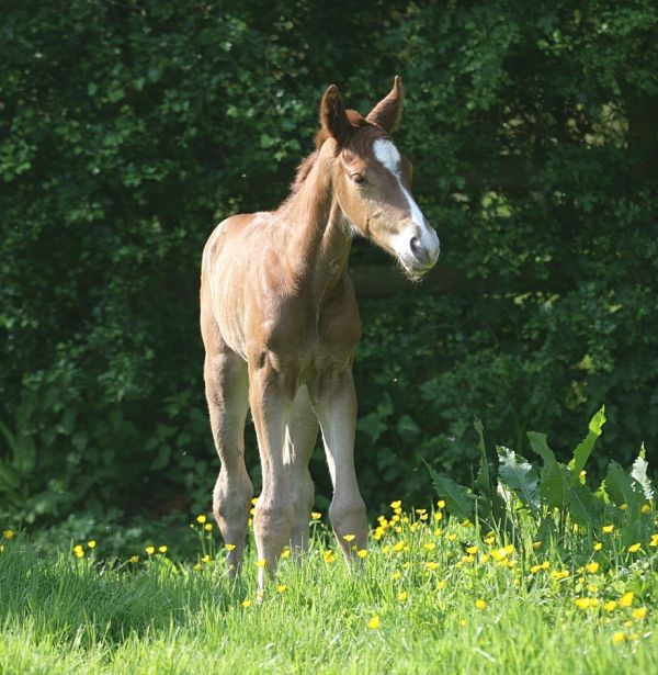 new foal first day in the field