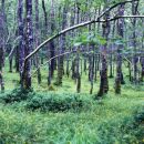Woods, 2009