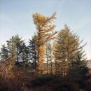 Russet Tree, 2009
