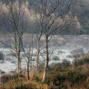 Silver Birch in Mist, 2009
