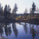 Treeline, 2009