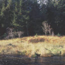 Trees, 2009