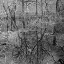 Reflection, 2011