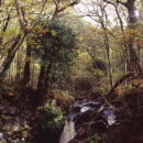 Woodland Composition, 2010