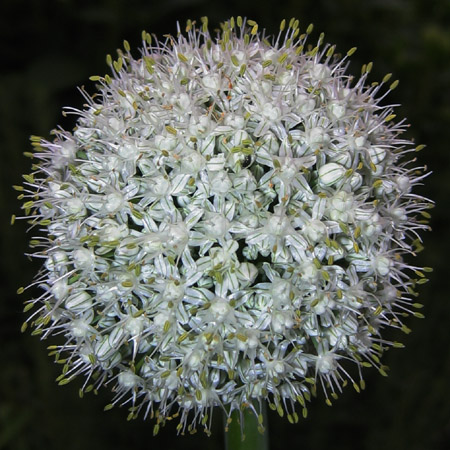 Alium head
