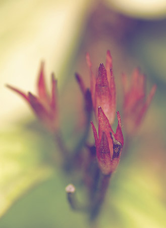 Pieris buds