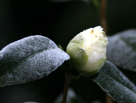 Camelia buds in the frost
