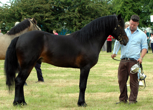 KIPPURE COLUMBUS3YR OLD STALLION