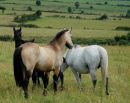 Dun Filly by Gunsmoke 