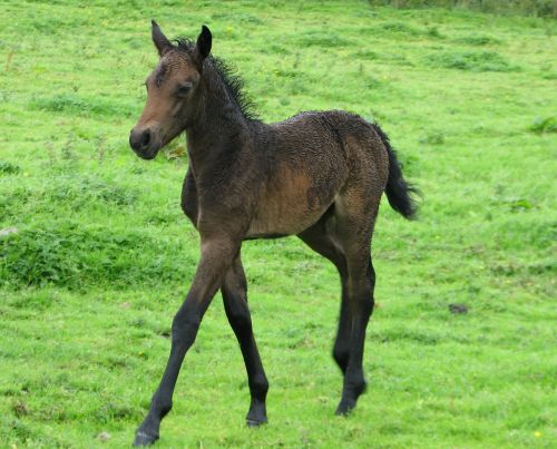 2 WEEK OLD FILLY FOAL
SIRE GUNSMOKE
DAM FRED. MOVIE STAR 