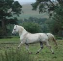 Callowfeenish Mairitn son Dam by Abbeyleix Fionn