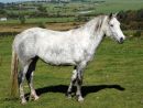 Kippure NormaFilly by Troubadour Dam Laurel Shroughan Pride by Garryhack Pride 