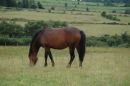 Filly by Lissroe Hurricane