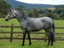 Yearling Colt - View full pedigree chartwww.allbreedpedigree.com/kippure+springsteen