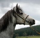 Yearling Colt - SpringsteenSire CrusaderDam Smokie Gal ex Gunsmoke 