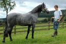 Yearling Colt Springsteen