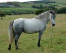 Performance filly by Ashfield Village