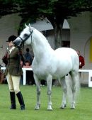 RDS RIDDEN STALLION BRAVEHEART