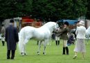 STALLION BRAVEHEARTSIRE VILLAGE BOYDAM TRACYS PRIDE BY ABBEYLEIX FIONN