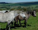 Mare by Canal Calypso and Dam by Village Boyand her filly by Hazy Merlin 