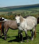 Mare by Canal Calypso ( Village Laura x Monaghanstown Fionn ) filly by Hazy Merlin