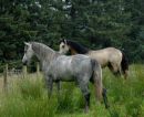 Frederiksminde Hazy Merlin 2008 colt