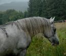 2009 Colt  by Frederiksminde Hazy Merlin