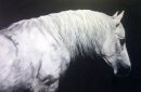 2009 colt Sire Merlin  Dam Kippure Sunset