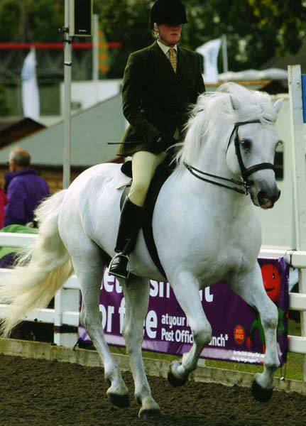 Crusader qualifies for Horse of the Year 08
