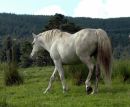 Cullagh LassSire Westside Fred Lass produced live twin filly foals by Lissroe Hurricane 