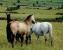 Dun Gunsmoke Filly 2009 For Sale