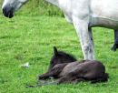 Filly foalSire MerlinDam  Kippure Grace RDS winner by Callowfeenish Martin 