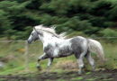  Merlin gets down and dirty !