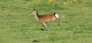 Young sika doe