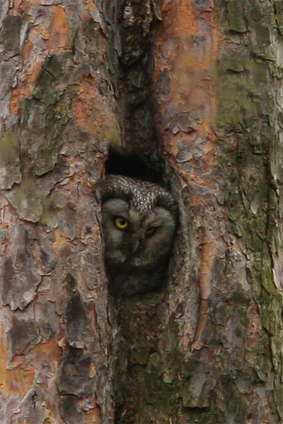Tengmalm's Owl (female)