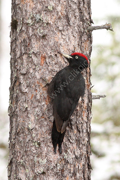 Black Woodpecker