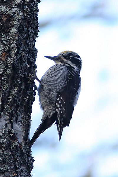 Three-toed Woodpecker