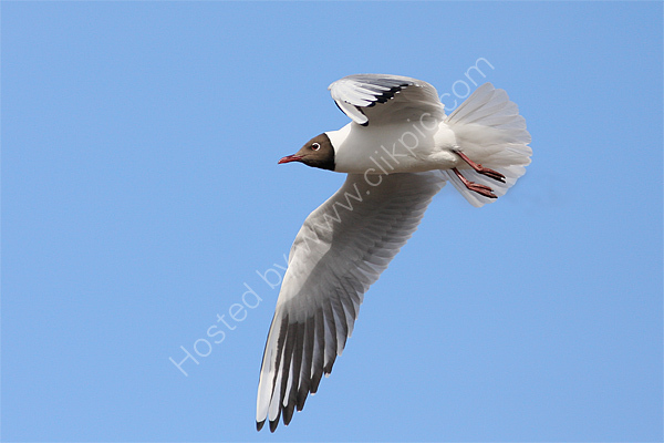 Black-headed Gull