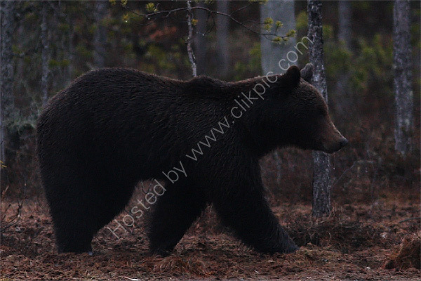 ...for ev'ry bear that ever there was...