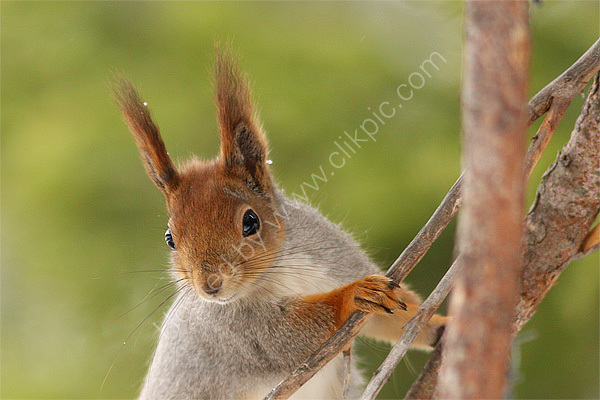 Red Squirrel