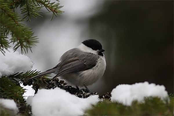 Willow Tit