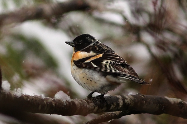 Brambling (male)