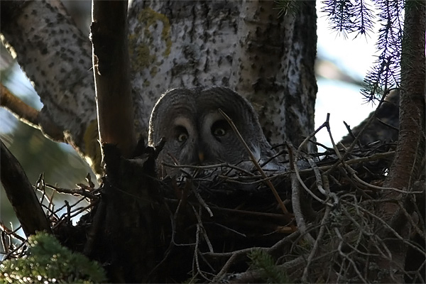 Owls Zat?! Great Grey Owl (female) on nest